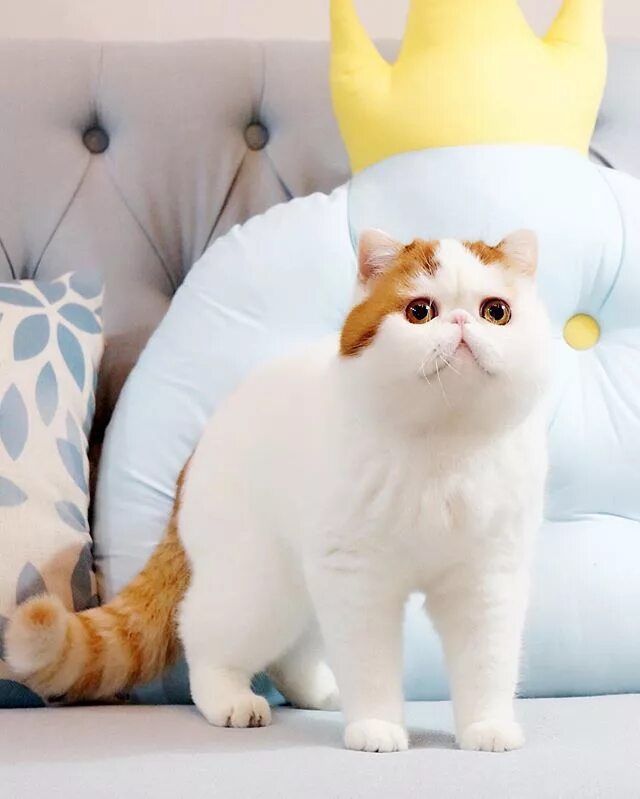 Котики породы фото CyBeRGaTa - Mostly Cats, New Mexico & Memes Exotic cats, Cats, Snoopy cat