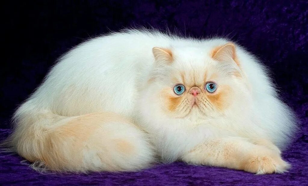 Котики породы фото Персидская порода