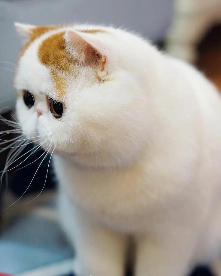 Котики породы фото a doll("""ᵒ̴̶̷̥́ ⌑ ᵒ̴̶̷̣̥̀""") @snoopybabe Cute cats, Beautiful cats, Cute baby animals
