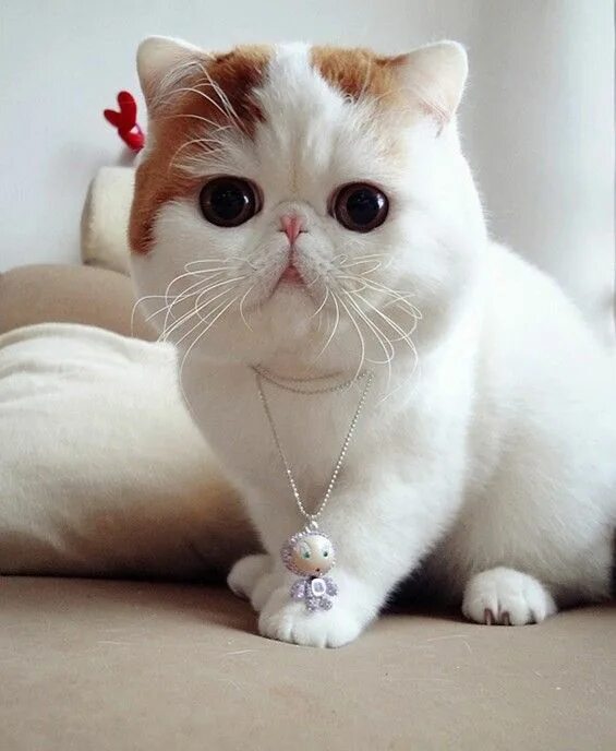 Котики породы фото Pin by Jenni Talbot on Haylee & Scarlett Exotic shorthair cat, Cute cat breeds, 