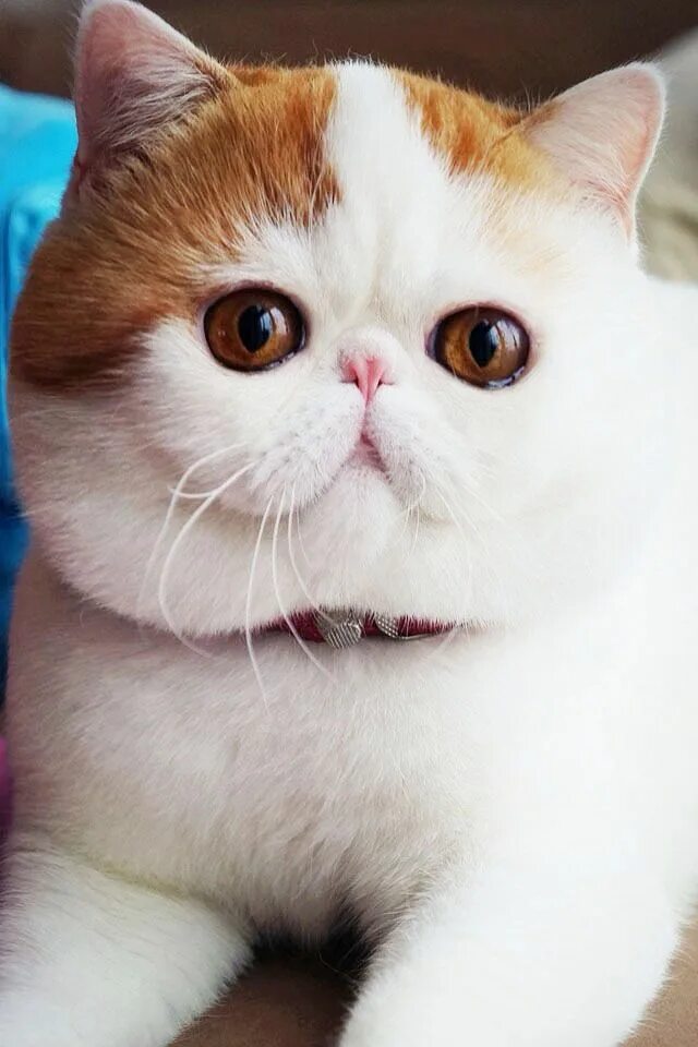 Котики породы фото OMG I love snoopy!! Exotic shorthair cat, Cute cats, Exotic cats