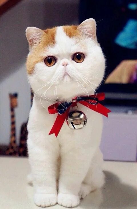 Котики породы фото DropCatch.com Snoopy cat, Cute cats, Exotic cats