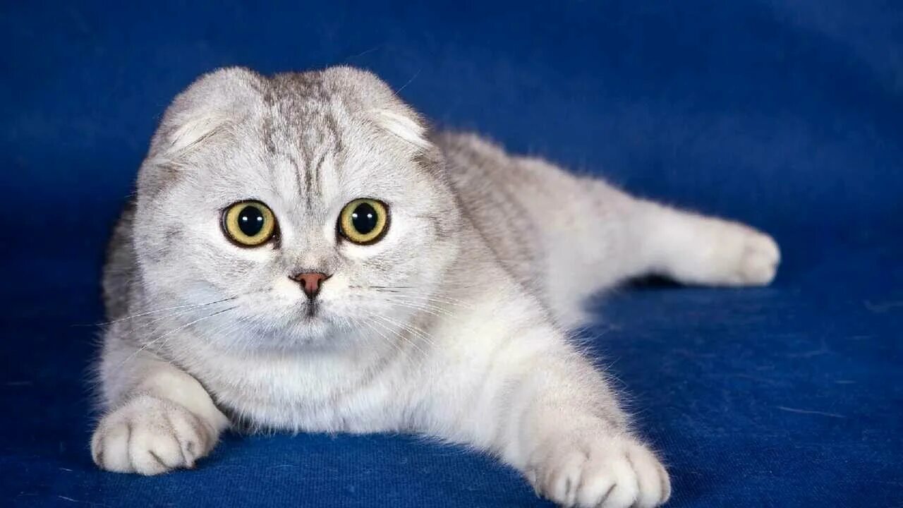 Котики породы фото с названиями Золотые котята породы шотландская вислоухая/скоттиш-фолд - купить по низкой цене
