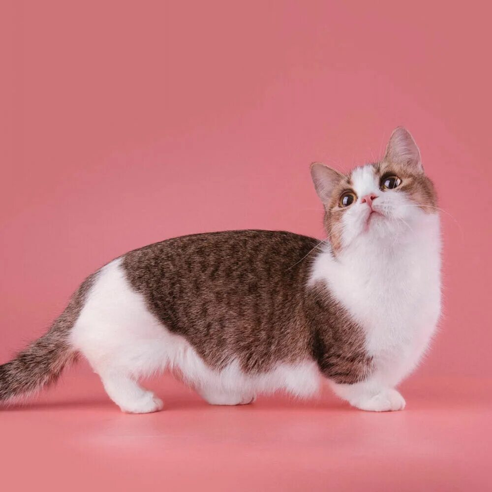 Котики породы фото с названиями Самые необычные породы домашних кошек: подборка