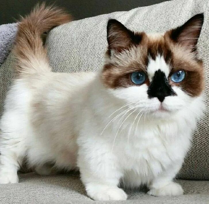Котики породы фото с названиями Cat Products & Gifts For Cat Lovers Catastic Munchkin kitten, Munchkin cat, Cute