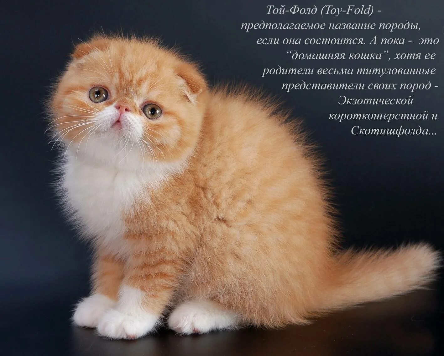 Котики породы фото с названиями Короткошёрстные породы кошек: основные особенности гладкошёрстного кота