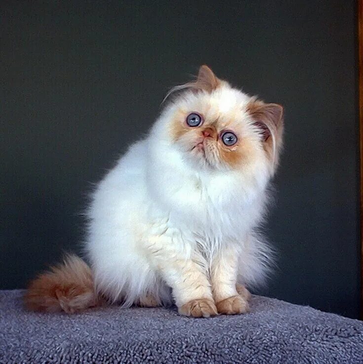 Котики породы фото с названиями persian cat blue eyes - Google Search Cat aesthetic, Beautiful cats, Anime cat