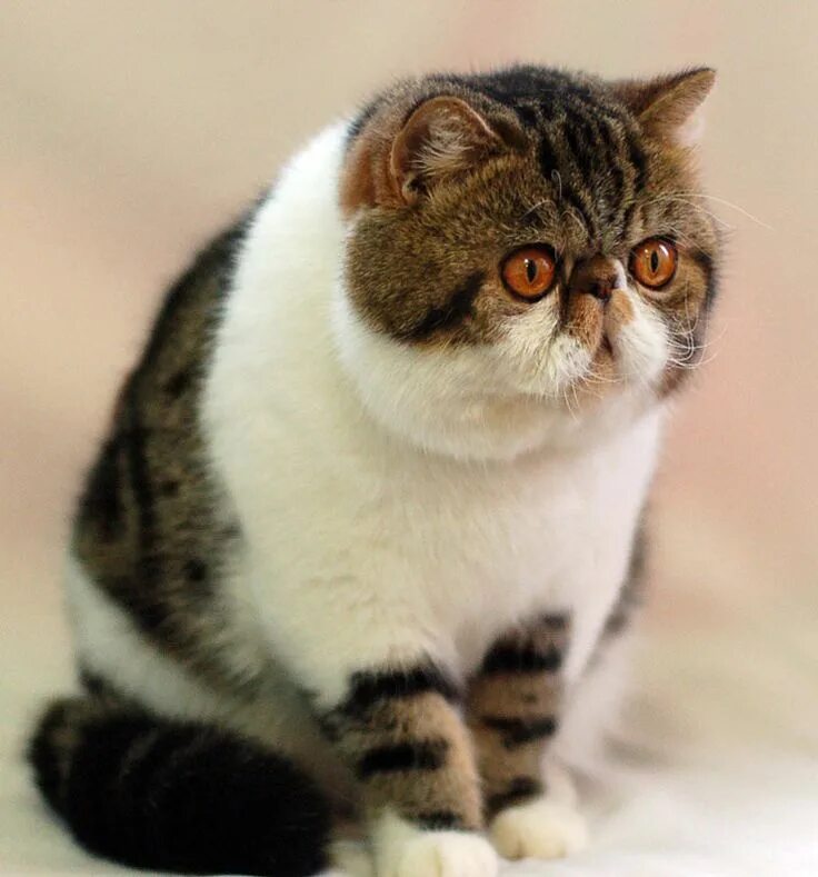 Котики породы фото с названиями Top 10 cutest exotic short hair cat pictures Exotic shorthair cat, Beautiful cat