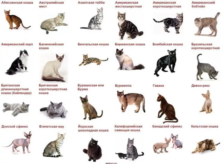 Котики породы фото с названиями породы кошек Warrior cat, Animals, Animal lover