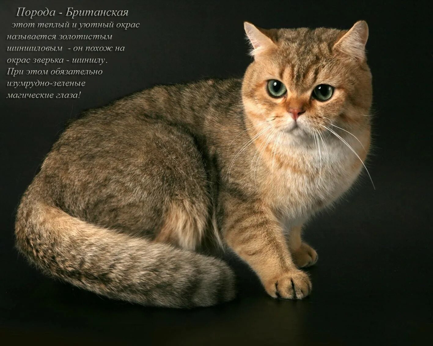 Котики породы фото с названиями Европейские породы кошек с фотографиями и названиями