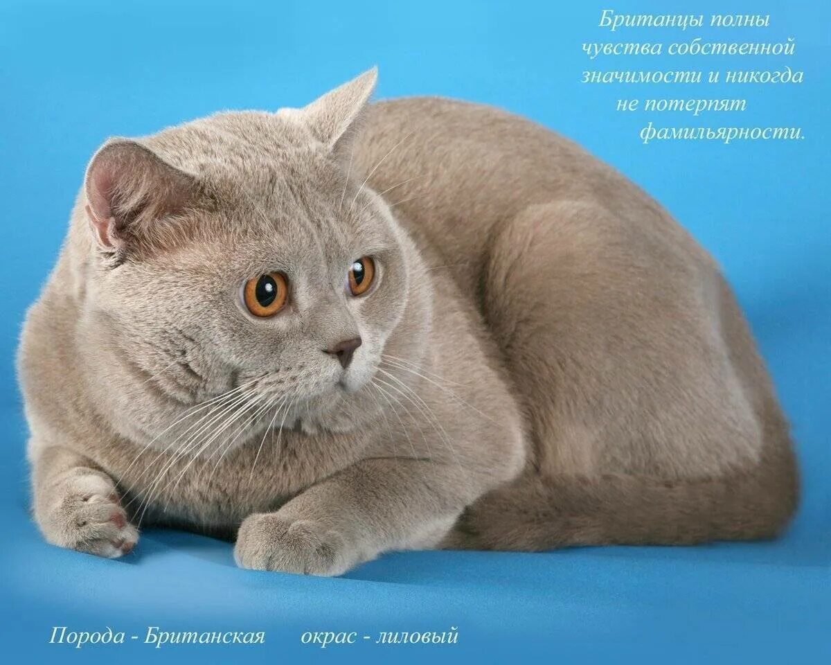 Котики породы фото с названиями Британская короткошёрстная кошка: описание породы, часто ли течка, внешность и х