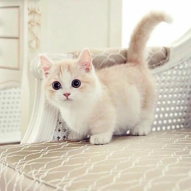 Котики породы фото с названиями Pin en Chats Razas de gatos, Gato munchkin, Gatos bonitos