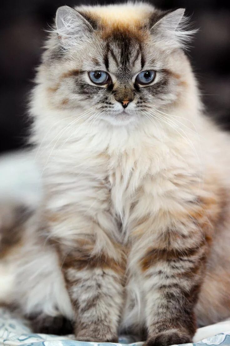 Котики разных пород фото Doll face Persian Beautiful cats, Pretty cats, Gorgeous cats
