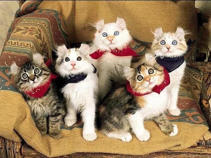 Котики разных пород фото Брутальный Котэ on Twitter Очаровательные котята, Самые милые животные, Товары д