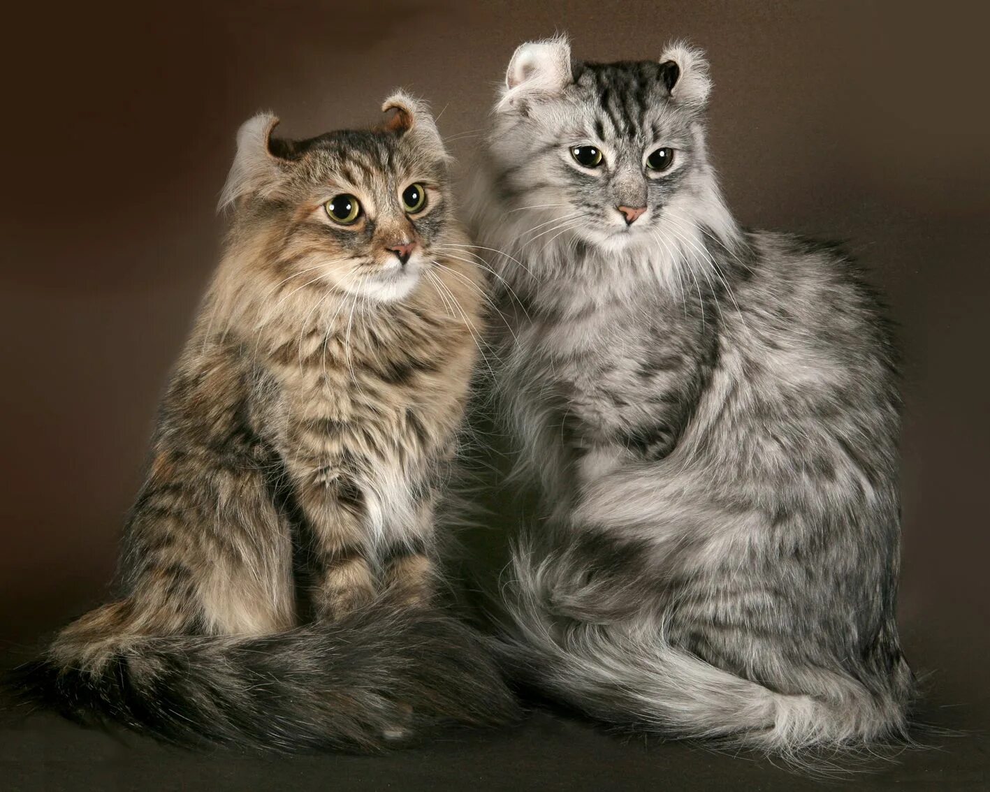Котики разных пород фото Американский керл: особенности породы
