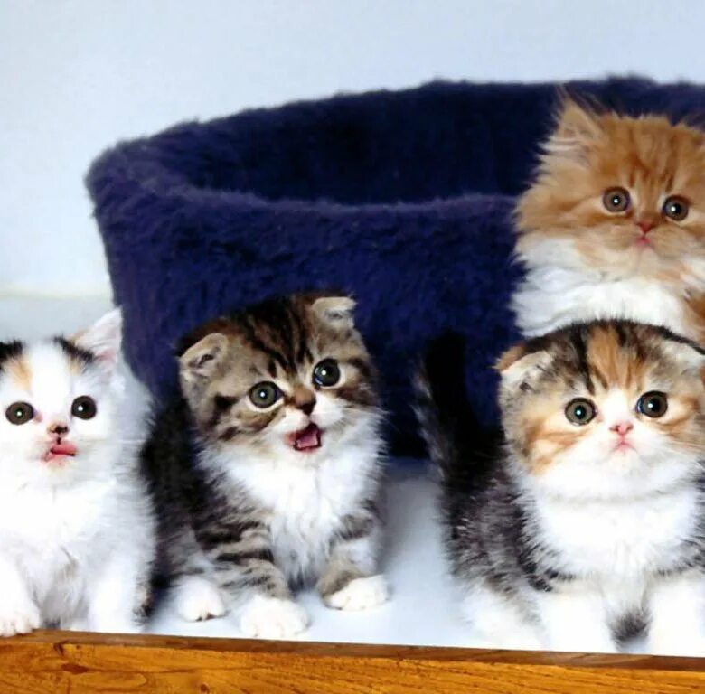 Котики разных пород фото Породистые котята - купить, цена 300 руб., продано 28 сентября 2016 - Кошки