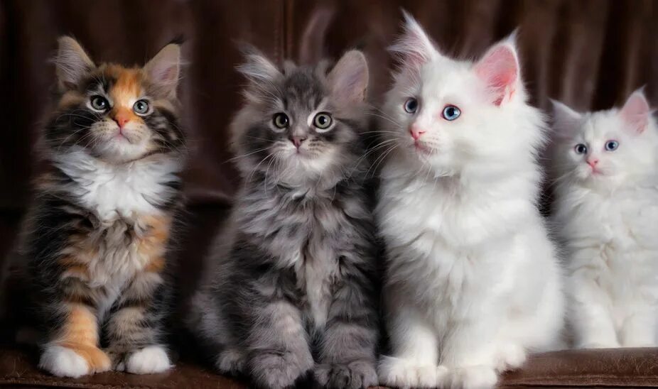 Котики разных пород фото Pin on meow