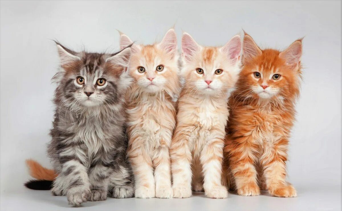 Котики разных пород фото Четыре кота (59 фото) Котята, Пушистые котята, Кот
