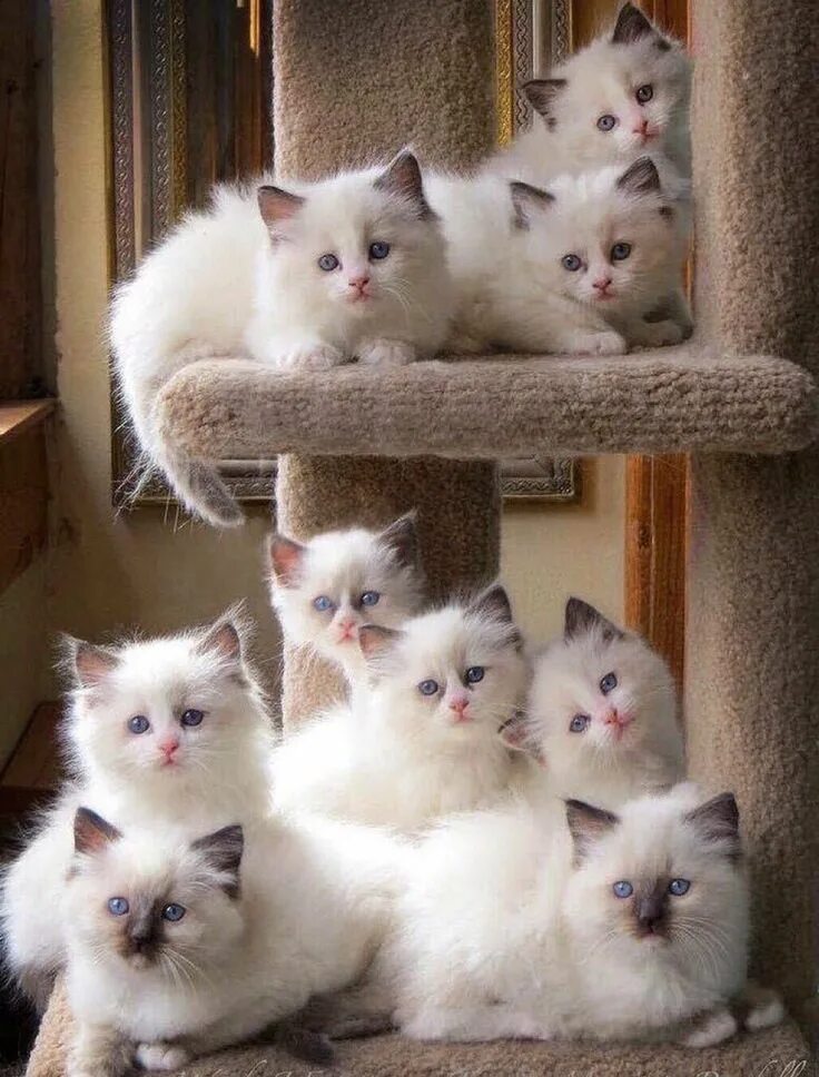Котики разных пород фото Suzanne Pardue on Twitter Сиамские котята, Товары для животных, Кошки породы рэг