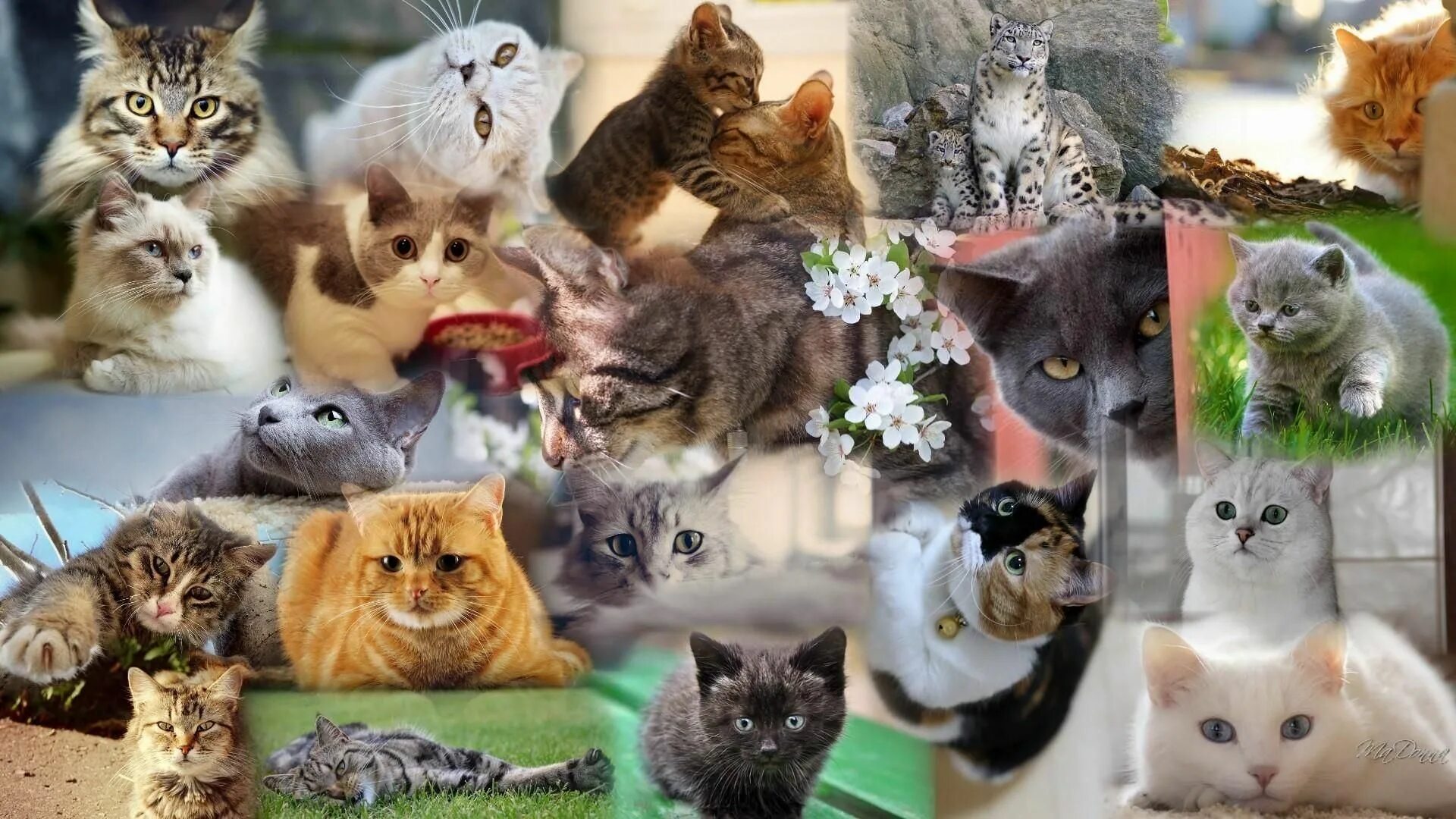 Котики разных пород фото Ах, эти кошки! 2021, Лаишевский район - дата и место проведения, программа мероп