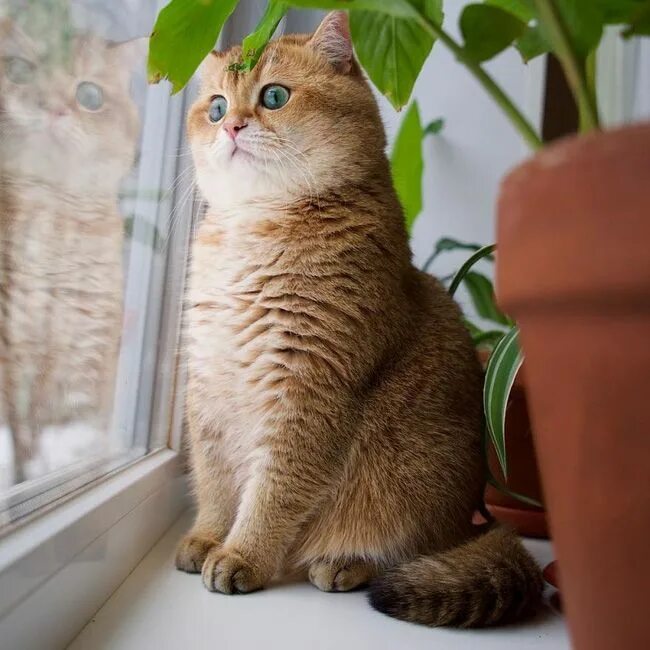 Котики реальные фото Chú mèo đi hia béo ục ịch khiến bạn muốn ẵm ngay về nuôi Bengal cat facts, Gorge