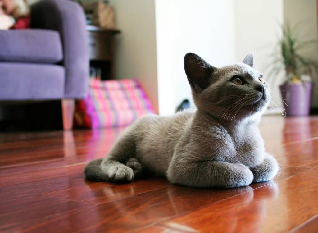 Котики реальные фото Обзор напольных покрытий