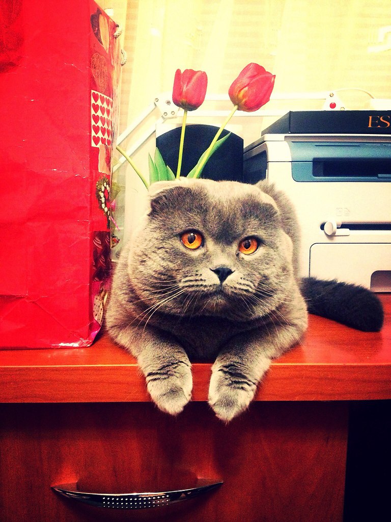 Котики реальные фото Без кота, реально жизнь не та С наступающим праздником