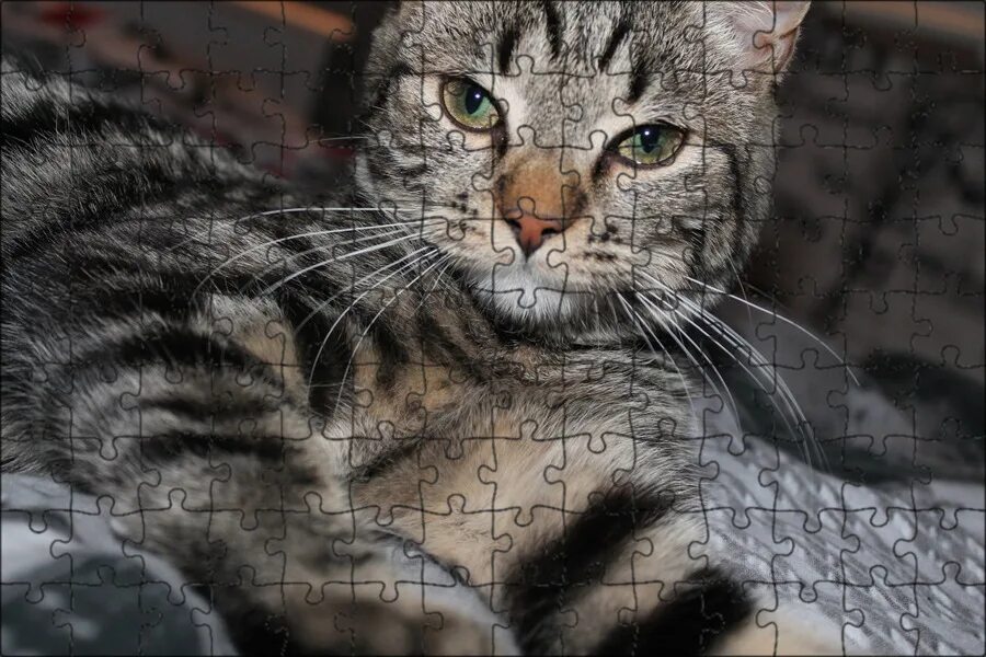 Котики реальные фото Магнитный пазл 27x18см."Майя, котенок, устала" на холодильник - купить с доставк