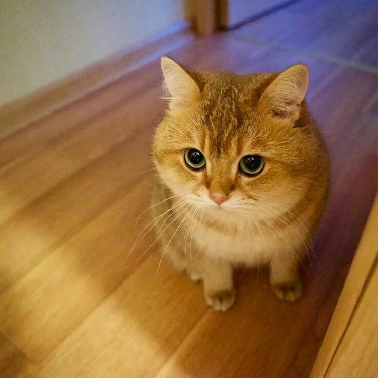 Котики реальные фото Pin on The Internet Cats ●