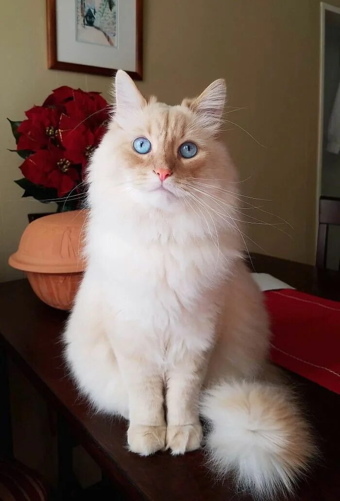 Котики реальные фото The Moment This Owner Realized His Cat Is A Disney Princess 子 猫, ペ ル シ ャ 猫, 猫*子 