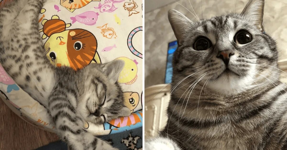 Котики реальные фото 18 фото от гордых котовладельцев, которые вырастили из мелких комочков довольных