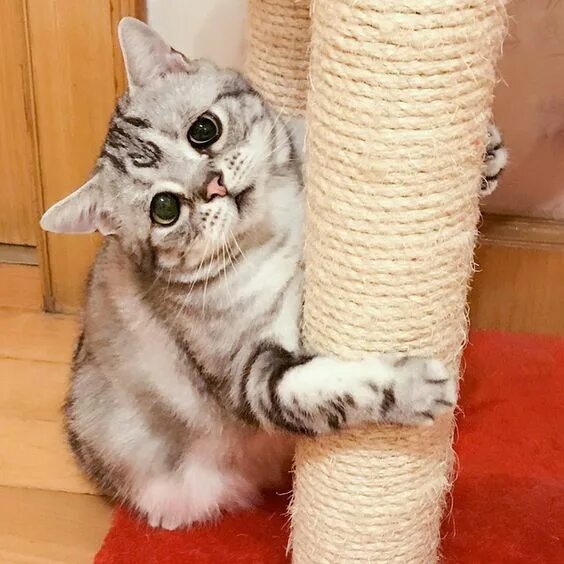 Котики реальные фото Ghim của Khanh An trên Cats and Kittens (Có hình ảnh) Mèo, Đang yêu, Động vật