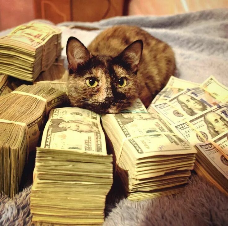 Котики с деньгами фото BADDCATS Crazy cats, Cats, Kitty