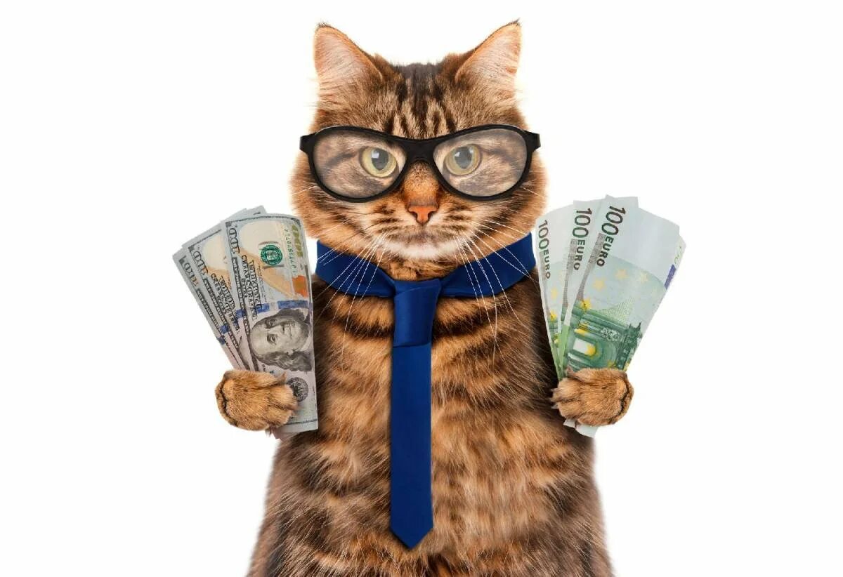 Котики с деньгами фото Именная стипендия - 10 000 в месяц! - Кафедра Социологии ИМиСГН