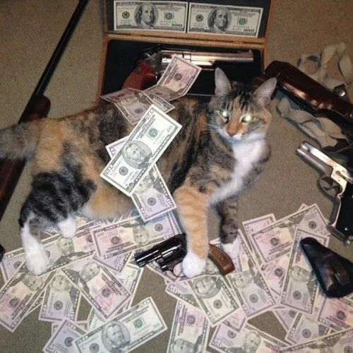 Котики с деньгами фото From the article "33 Cats That Make It Rain Cash Money" on DormStormer.com Cats,
