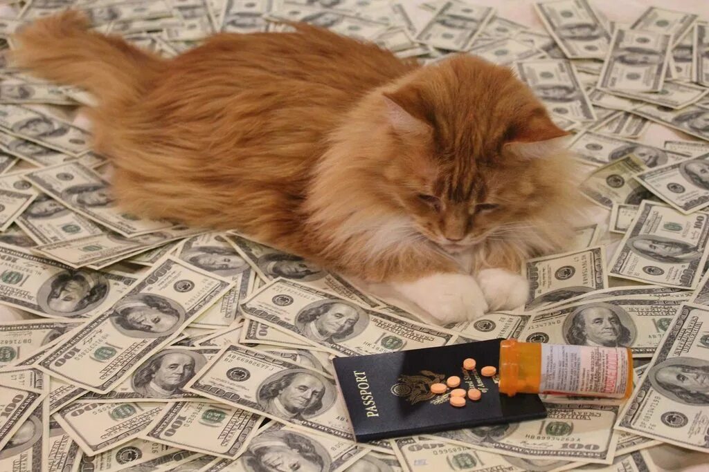 Котики с деньгами фото Stacks on stacks on cats - Album on Imgur