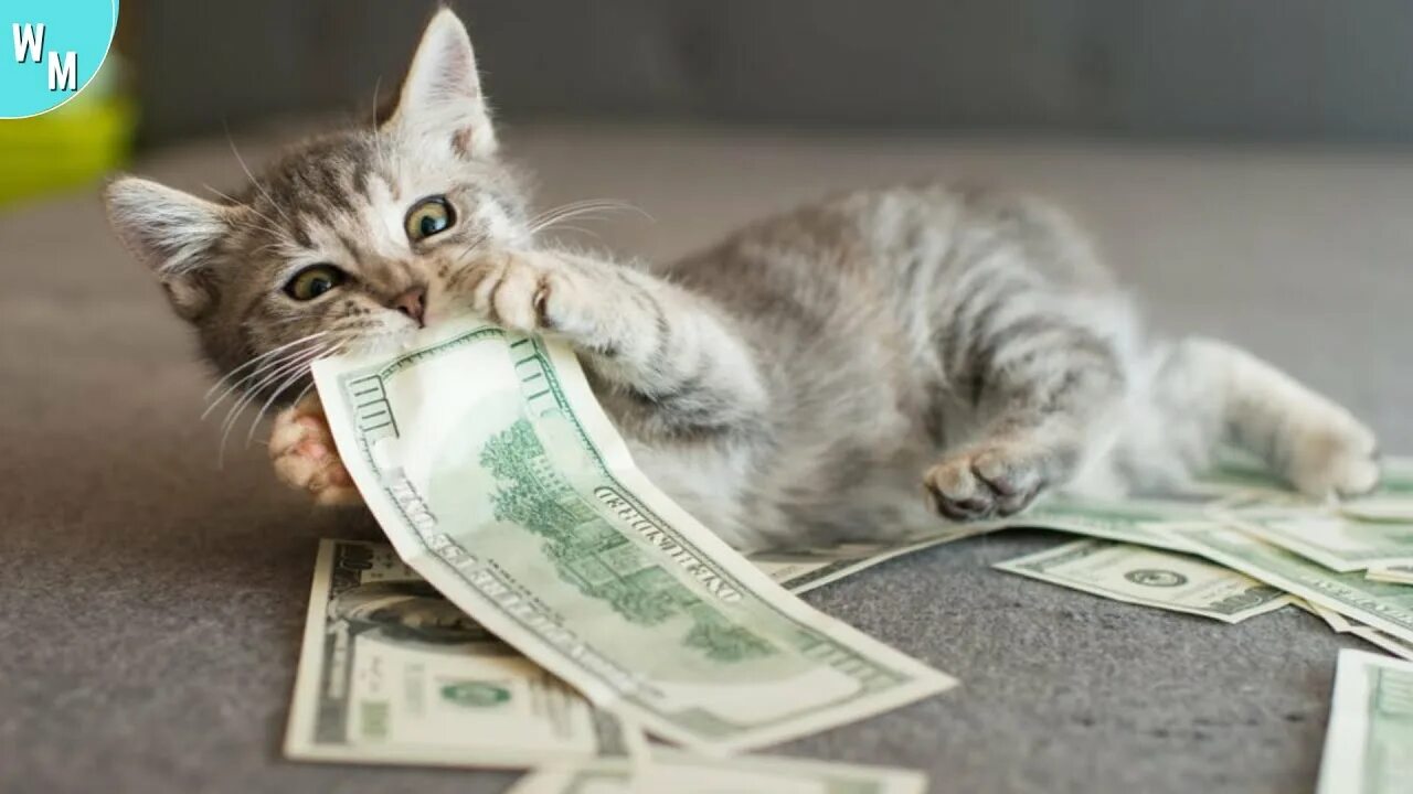Котики с деньгами фото The Cat Kept Bringing Money, So The Owner Installed Hidden Cameras. - YouTube