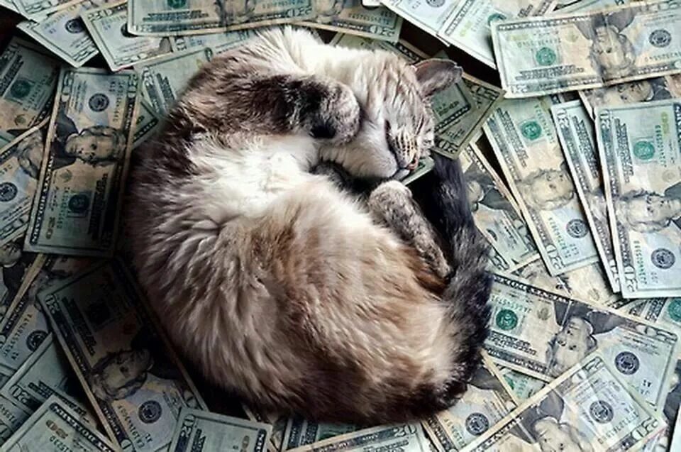 Котики с деньгами фото Z(*v.v)... Money cat, Cats, Feline