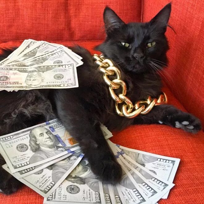Котики с деньгами фото Rich Gangster Cats Flexing Their Wealth