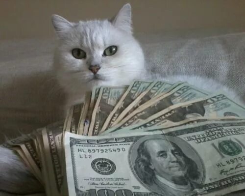 Котики с деньгами фото rich kitty! Cats, Little reasons to smile, Kitty