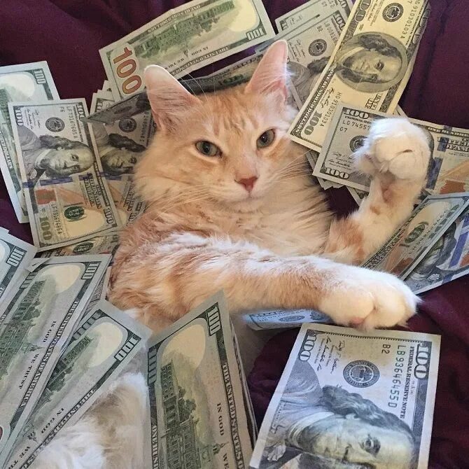 Котики с деньгами фото Кошка с деньгами Cat memes, Funny cat photos, Money cat