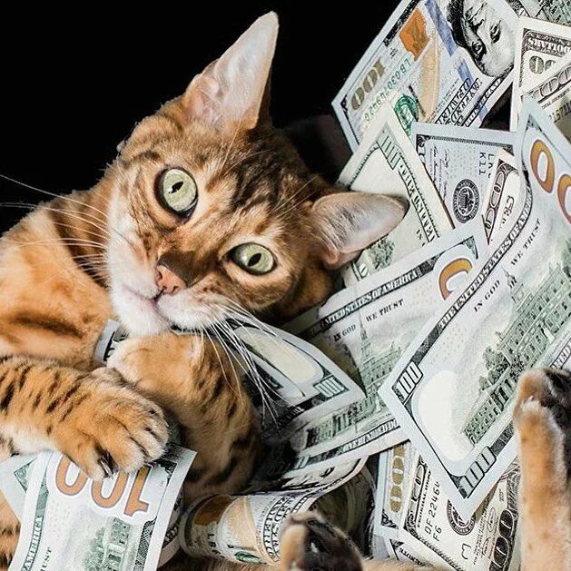 Котики с деньгами фото Instagram photo by The Penny Hoarder * May 19, 2016 at 4:11pm UTC Cats, Cute fun