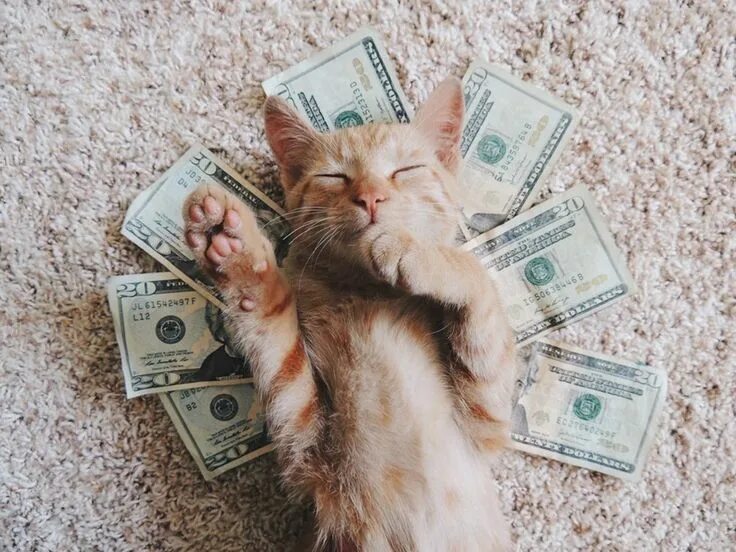Котики с деньгами фото Marvelling at the Moneyed World of Cashcats Funny animal photos, Funny animals, 