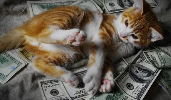 Котики с деньгами фото Putting your retargeting dollars to good use