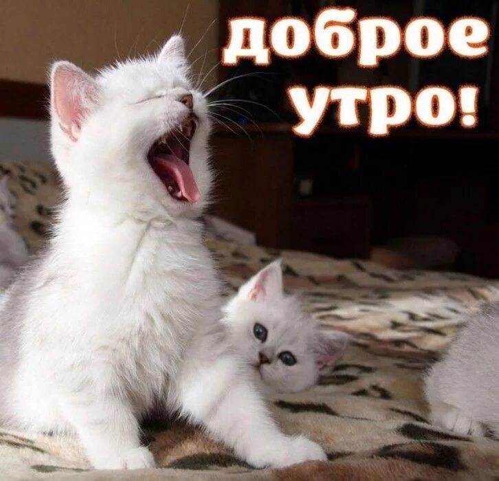 Котики с добрым утром картинки милые прикольные Pin by Светлана Рублевская on Доброе утро Cats, Animals