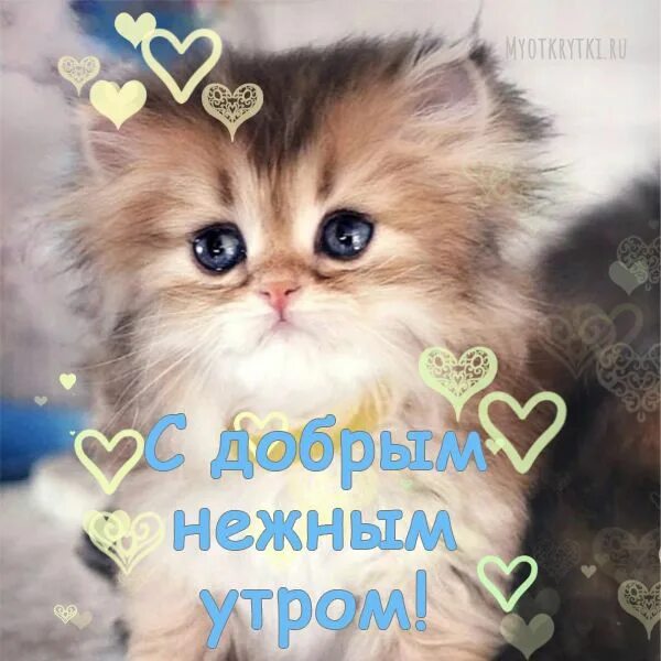 Котики с добрым утром картинки милые прикольные Доброе утро картинки с котиками и собаками Beautiful art paintings, Cat memes, P