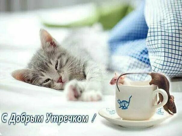 Котики с добрым утром картинки милые прикольные Доброе утро Кошки, Кошачьи, Кот
