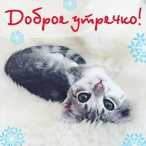 Котики с добрым утром картинки милые прикольные Зимнее Утро доброе! Доброе утро, Кот против собаки, Кошачьи лапы