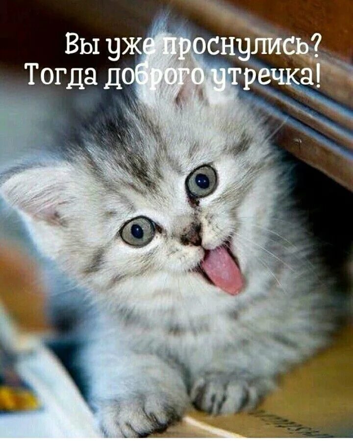 Котики с добрым утром картинки милые прикольные Пин от пользователя Марина Федотова на доске котики Смешные котята, Котята, Милы