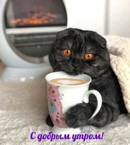 Котики с добрым утром картинки милые прикольные Картинки с надписями. С добрым утром! черный котик с кофе. Котята, Кошки, Любите